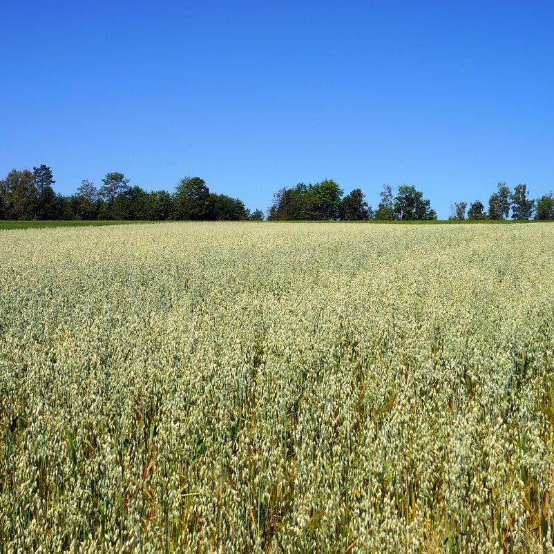 Getreideernte Tennenbronn 2