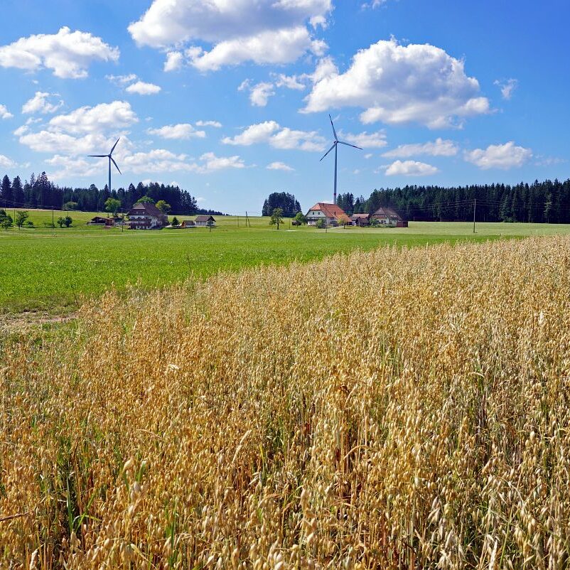 Getreideernte Tennenbronn 22