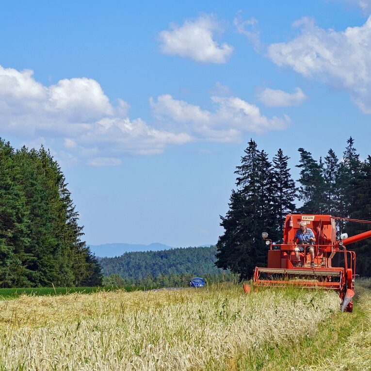 Getreideernte Tennenbronn 23