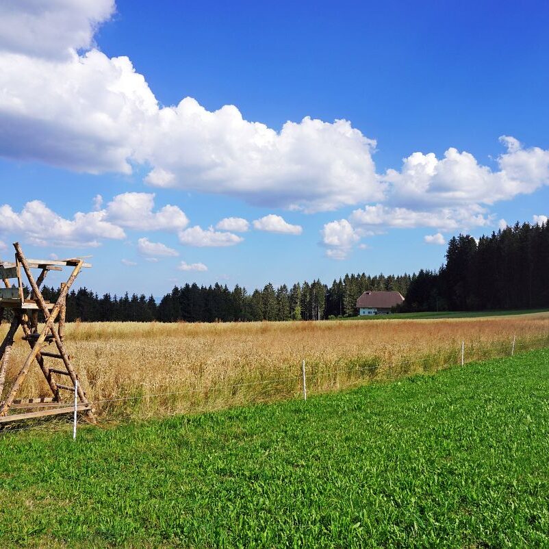 Getreideernte Tennenbronn 24