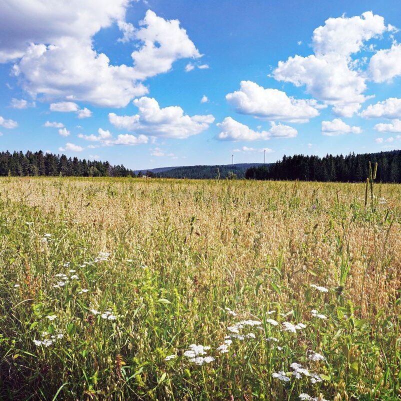 Getreideernte Tennenbronn 26