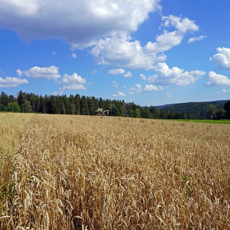 Getreideernte Tennenbronn 27