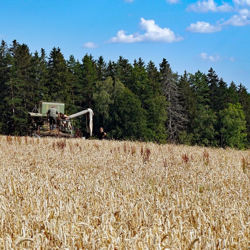 Getreideernte Tennenbronn 28