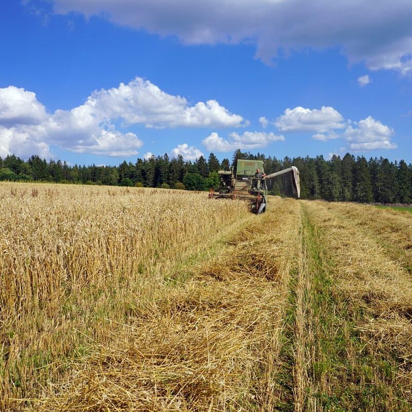 Getreideernte Tennenbronn 29