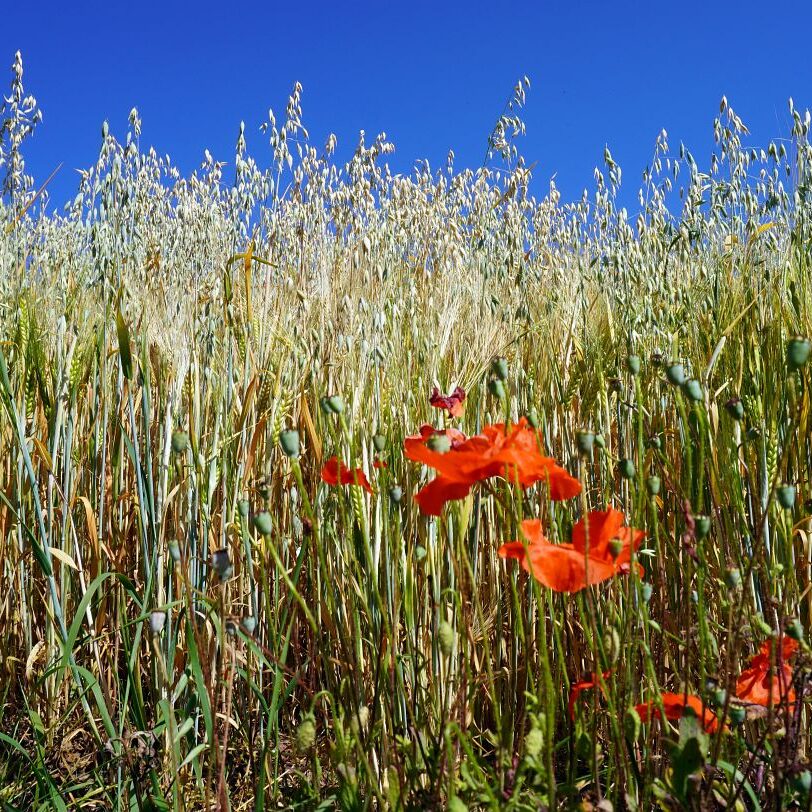 Getreideernte Tennenbronn 3