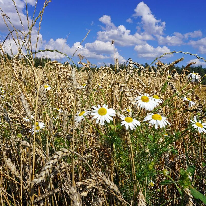 Getreideernte Tennenbronn 33