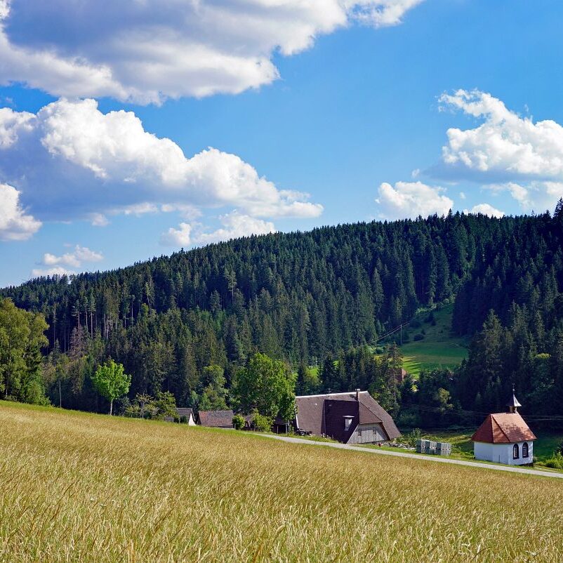 Getreideernte Tennenbronn 35