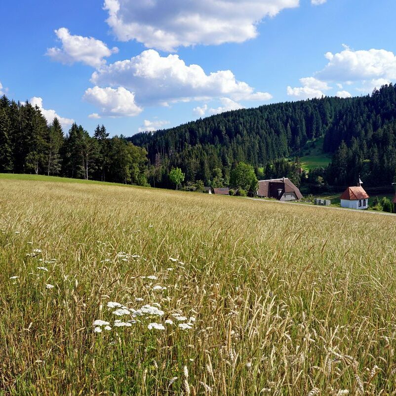 Getreideernte Tennenbronn 37