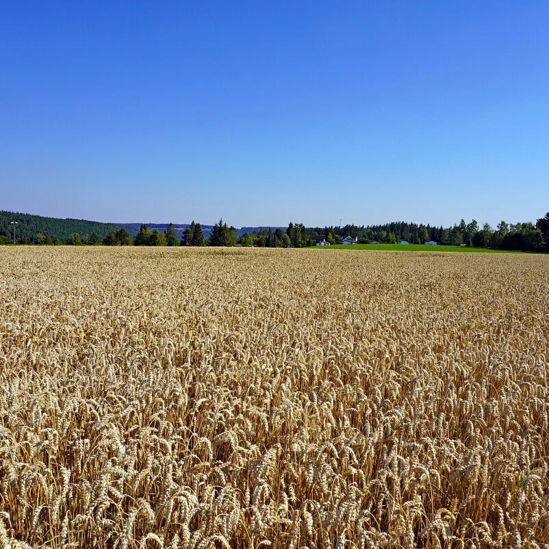 Getreideernte Tennenbronn 38