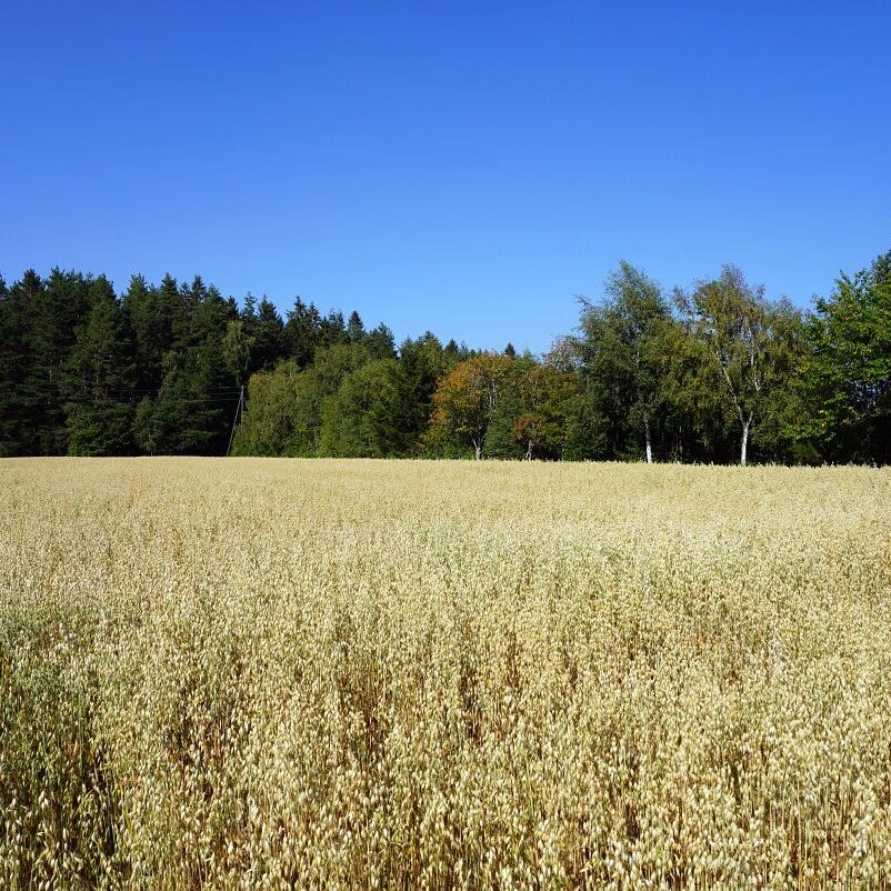 Getreideernte Tennenbronn 39