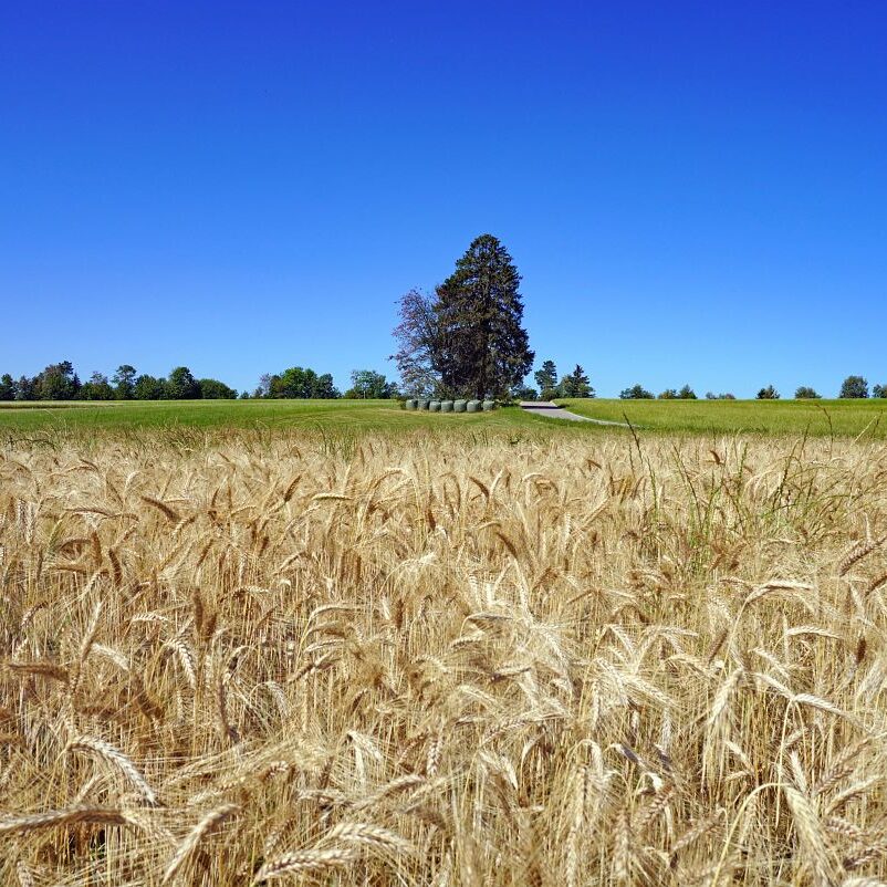 Getreideernte Tennenbronn 4