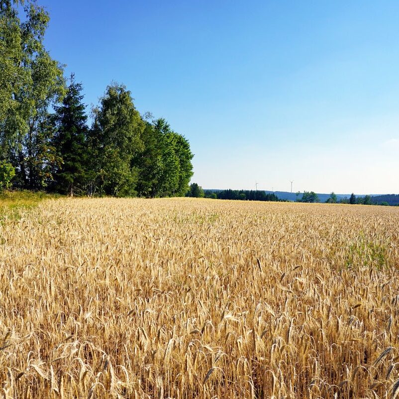 Getreideernte Tennenbronn 40