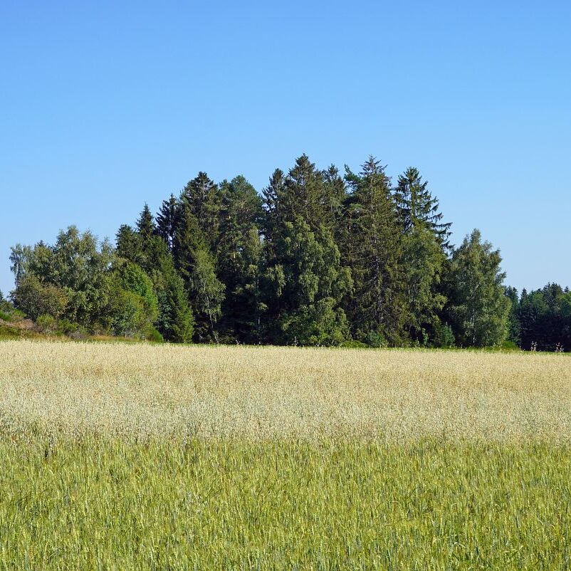 Getreideernte Tennenbronn 41