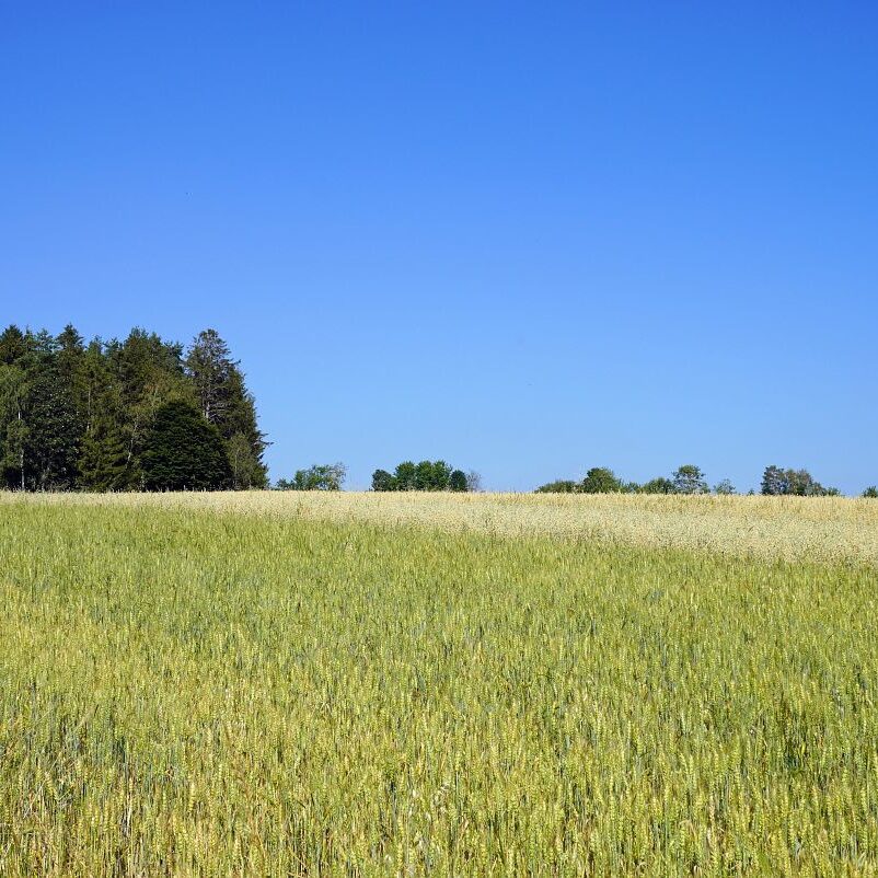 Getreideernte Tennenbronn 42