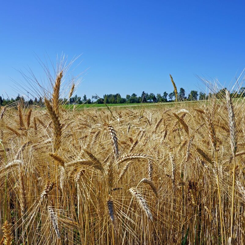 Getreideernte Tennenbronn 5