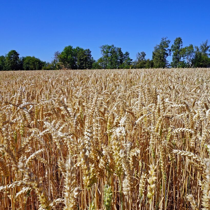 Getreideernte Tennenbronn 6 1