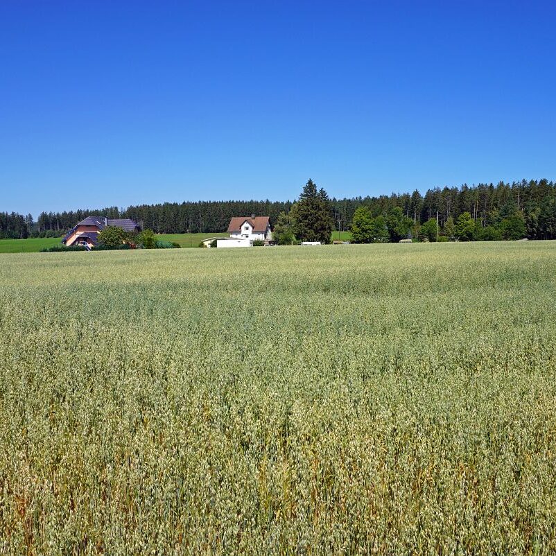 Getreideernte Tennenbronn 7