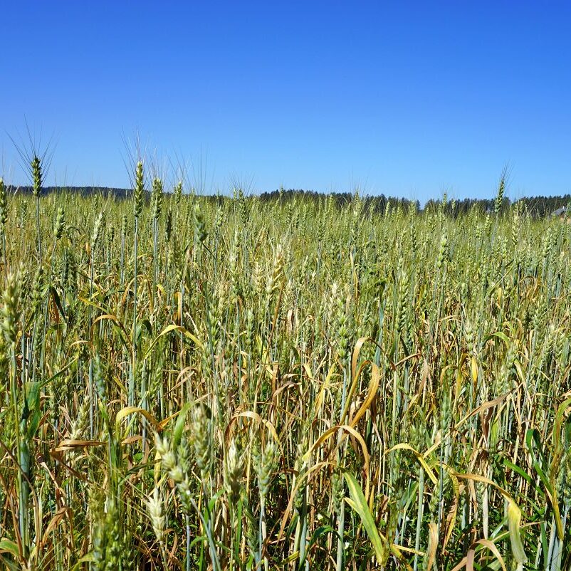 Getreideernte Tennenbronn 8