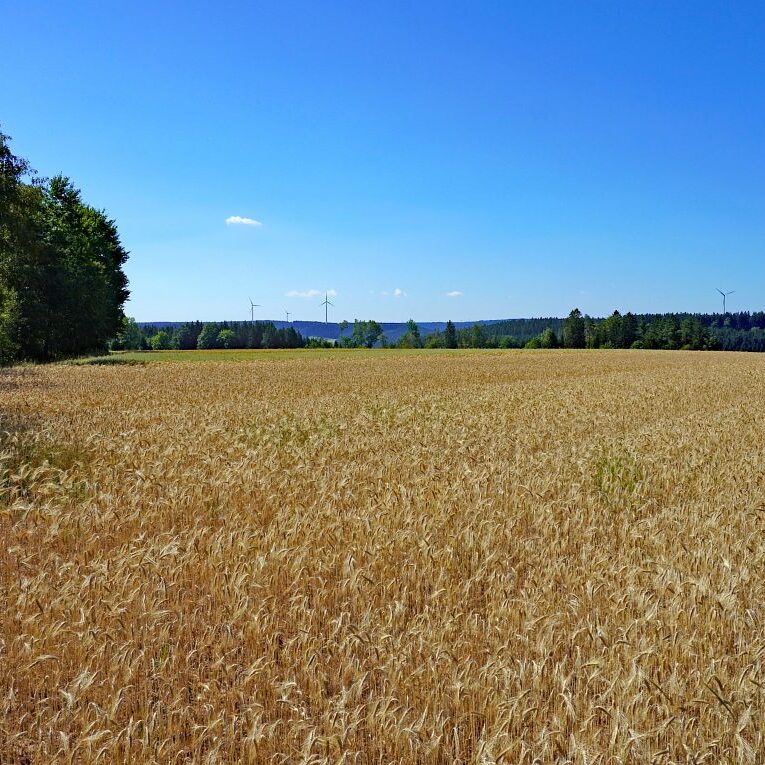 Getreideernte Tennenbronn 9