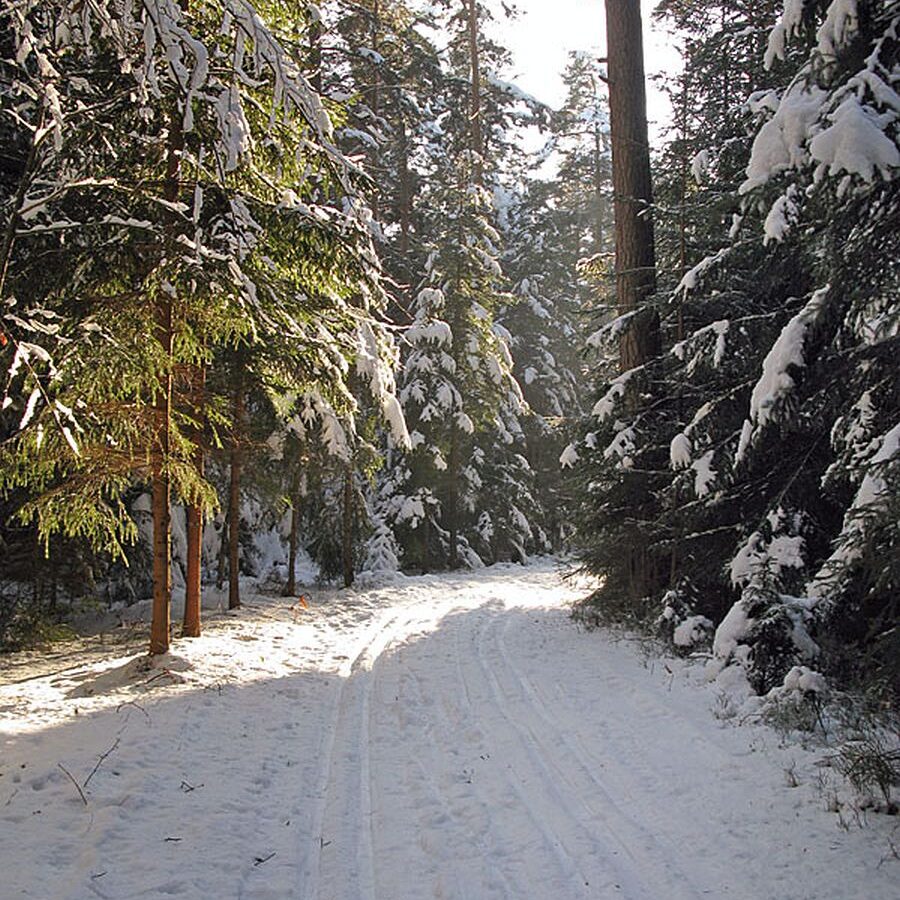 Ramstein Loipe Tennenbronn 13