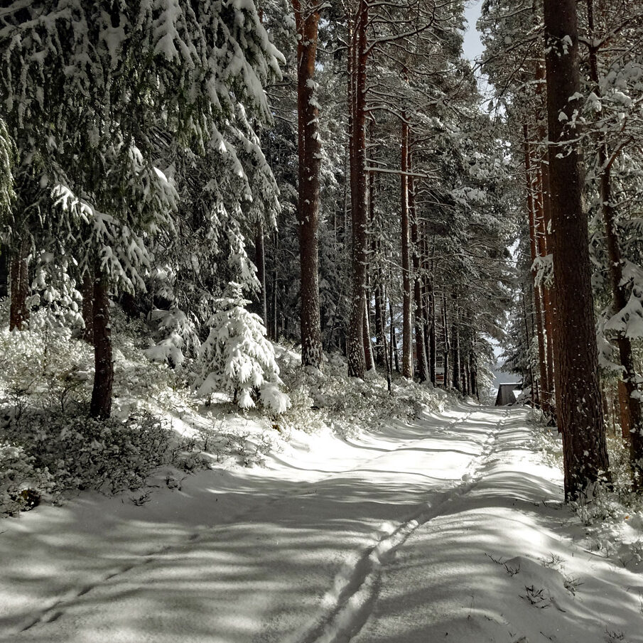 Winterwandern Tennenbronn