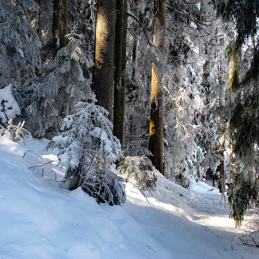 Winterwandern Tennenbronn