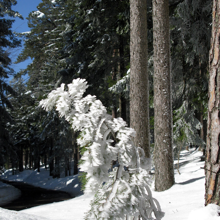 Winterwandern Tennenbronn