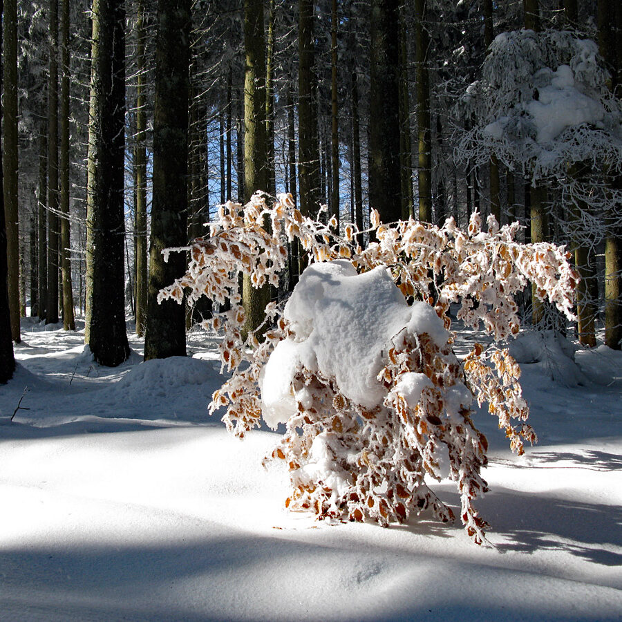 Winterwandern Tennenbronn