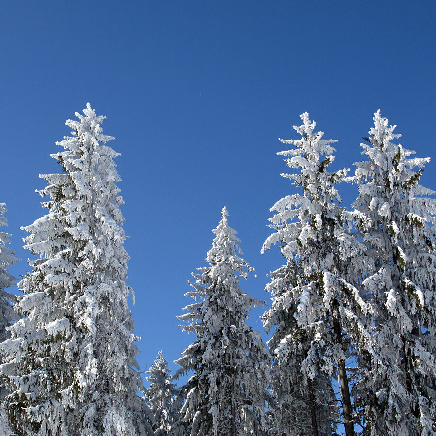 Winterwandern Tennenbronn