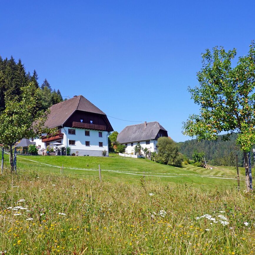 Apfelbaeume in Tennenbronn 1