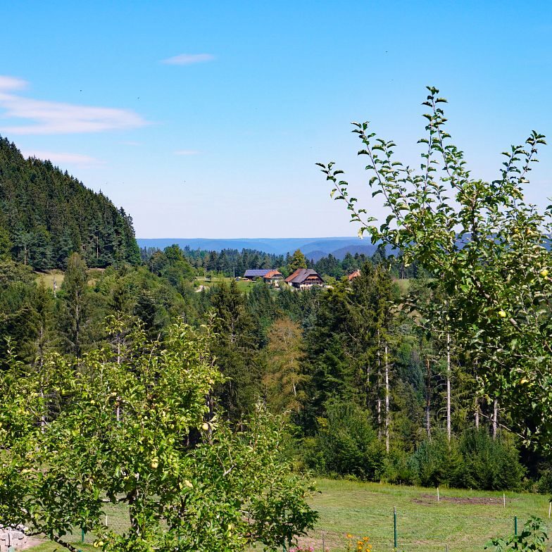 Apfelbaeume in Tennenbronn 10