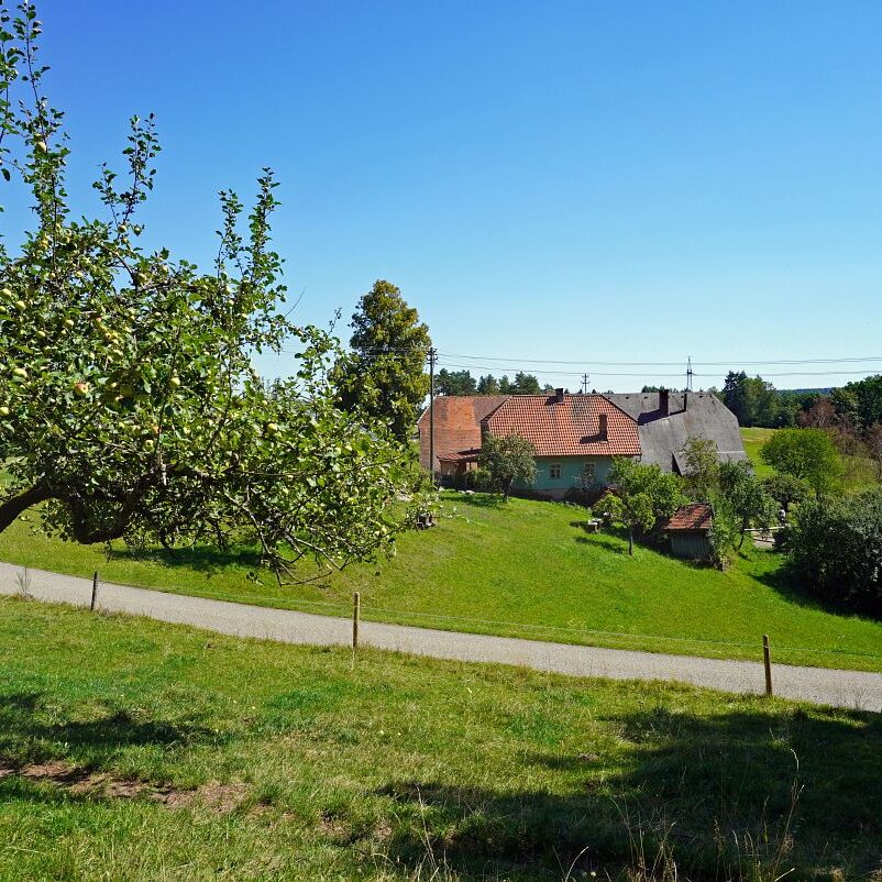 Apfelbaeume in Tennenbronn 11