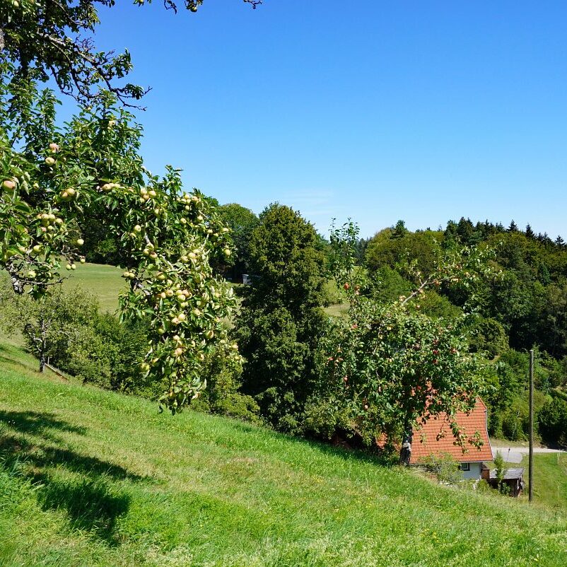 Apfelbaeume in Tennenbronn 15