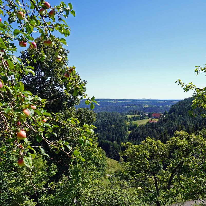 Apfelbaeume in Tennenbronn 16