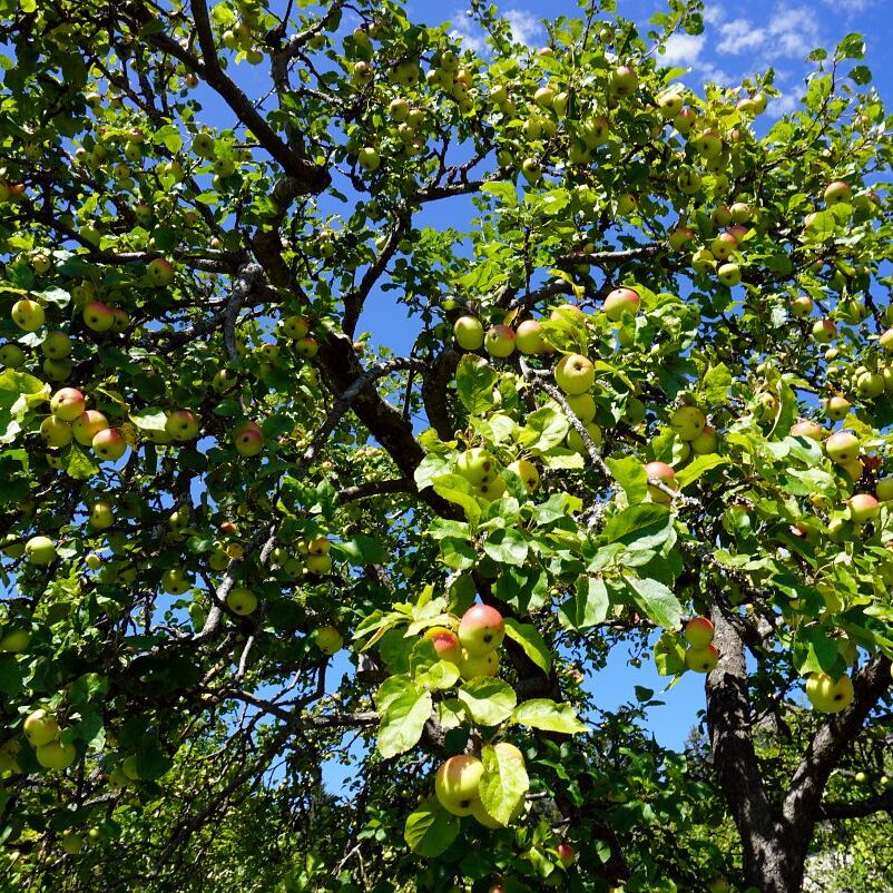 Apfelbaeume in Tennenbronn 17