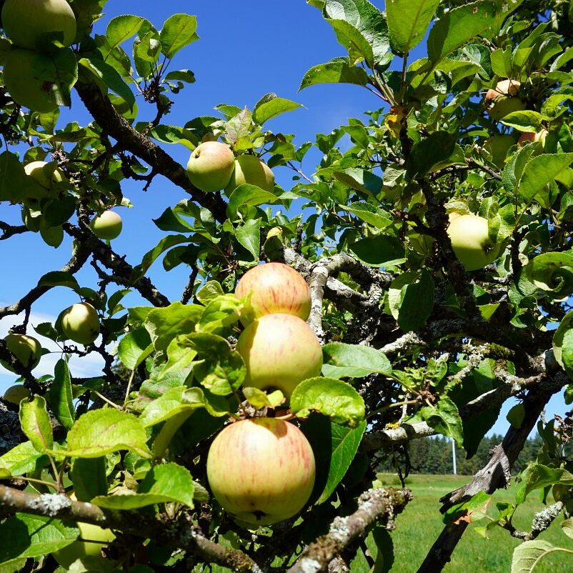 Apfelbaeume in Tennenbronn 19