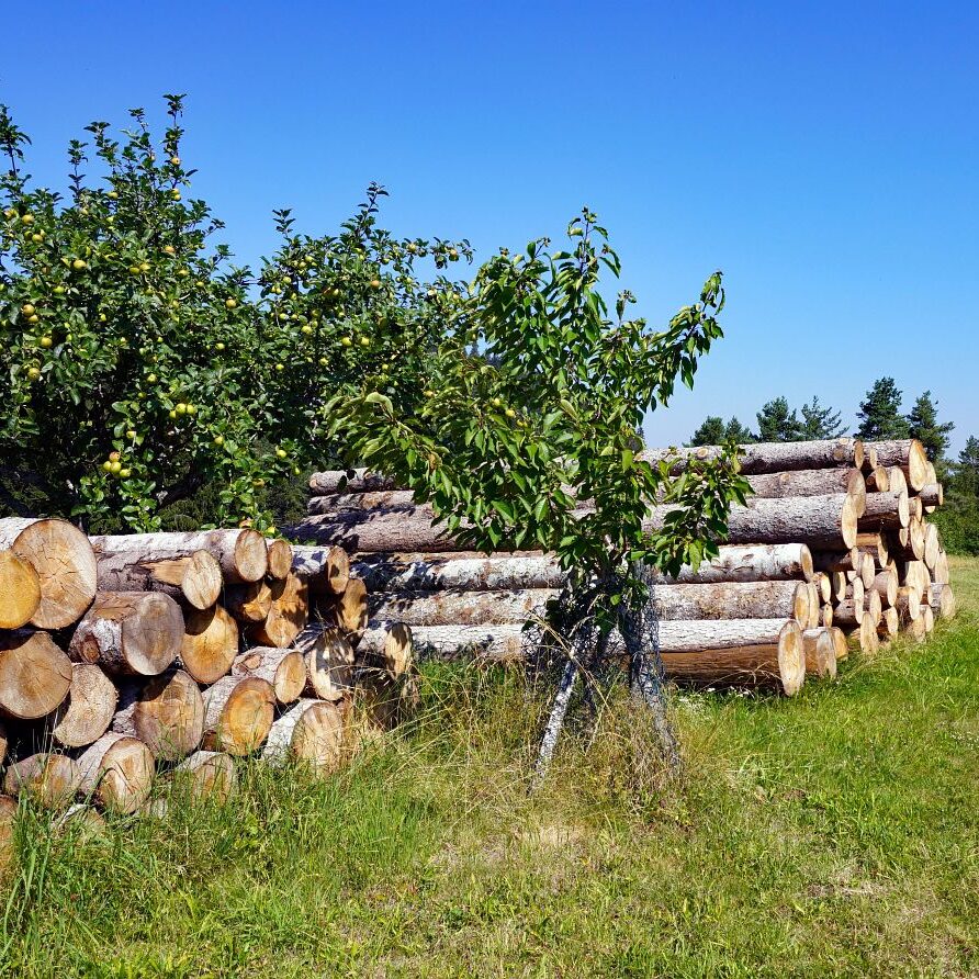 Apfelbaeume in Tennenbronn 2