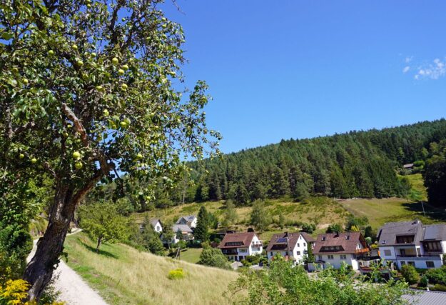 Apfelbaeume in Tennenbronn 20