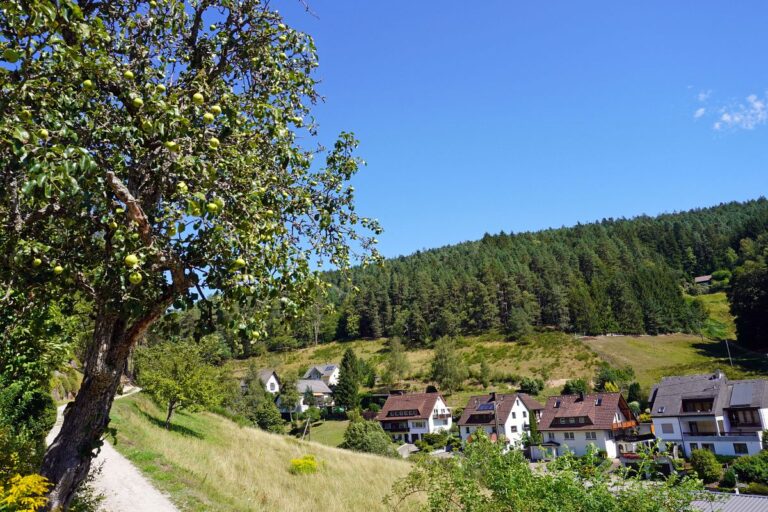 Apfelbaeume in Tennenbronn 20 Apfelbaeume in Tennenbronn 20