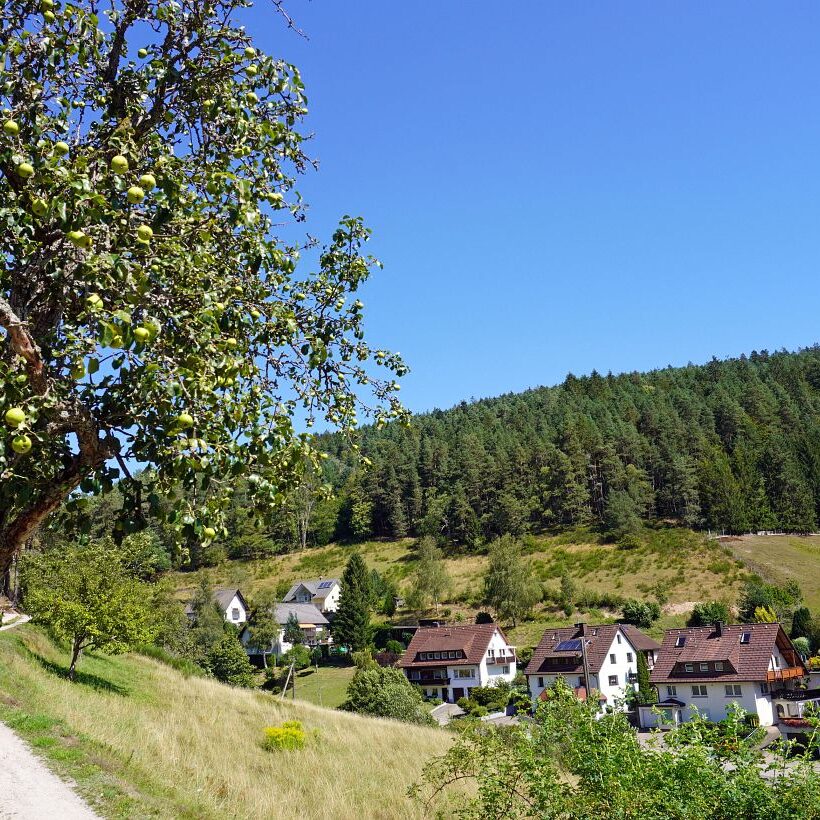 Apfelbaeume in Tennenbronn 20