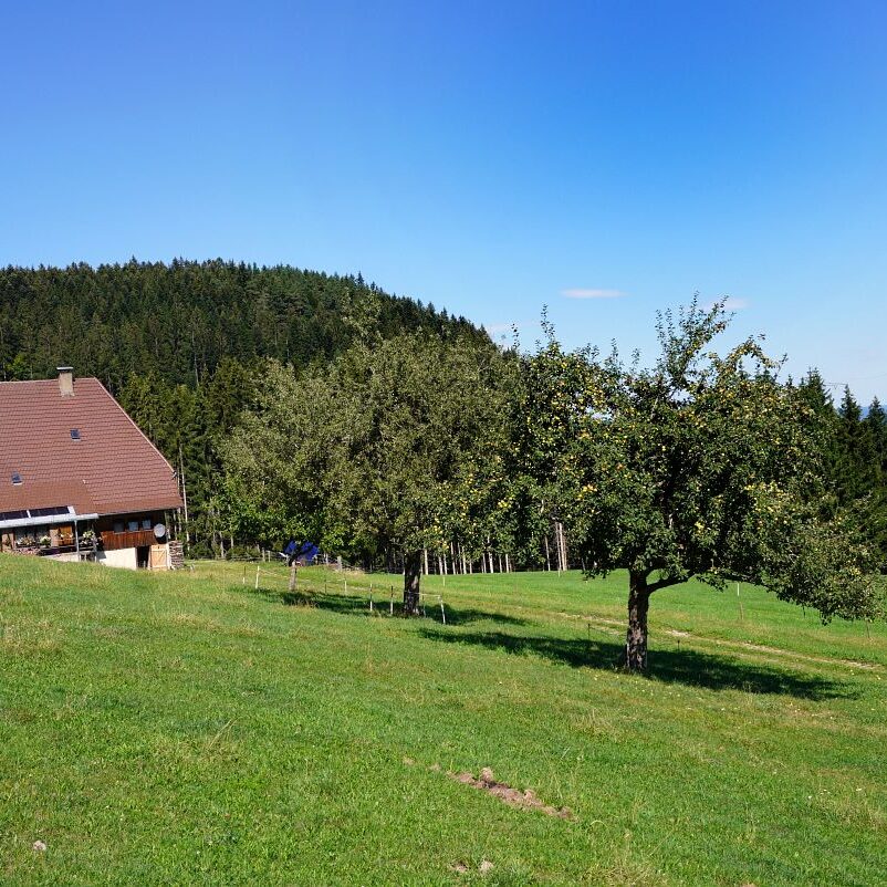 Apfelbaeume in Tennenbronn 5