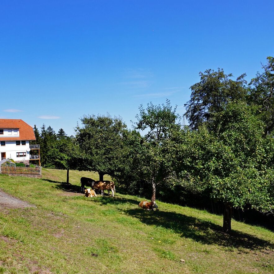 Apfelbaeume in Tennenbronn 6