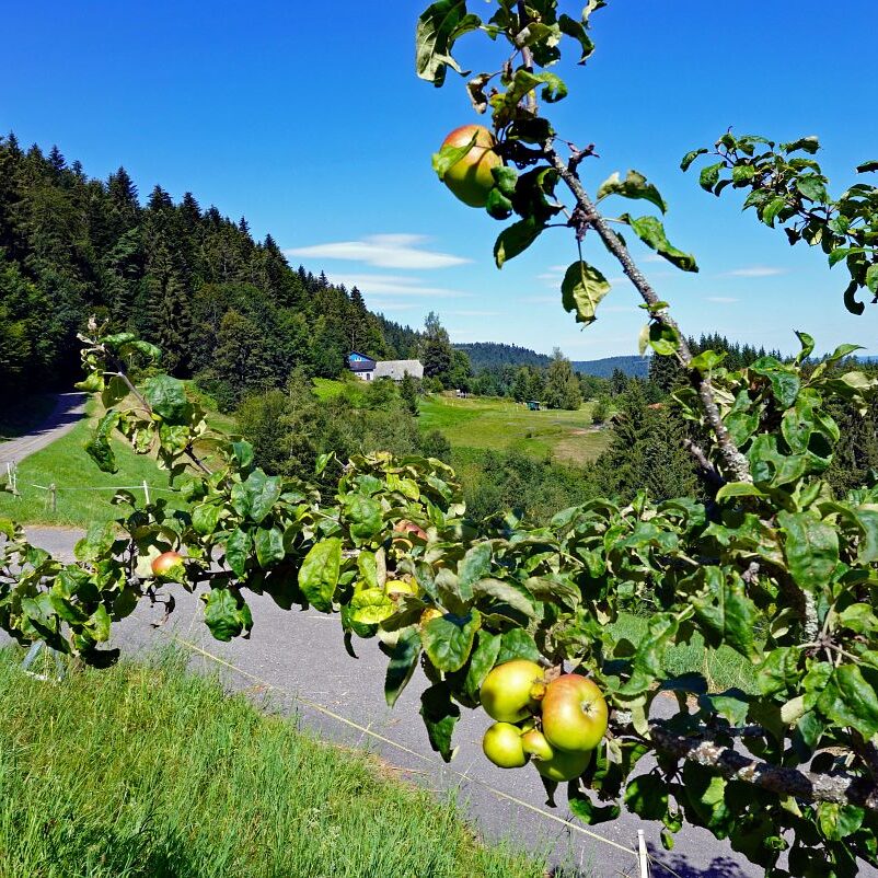 Apfelbaeume in Tennenbronn 8