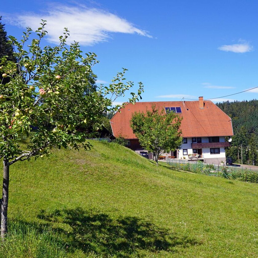 Apfelbaeume in Tennenbronn 9