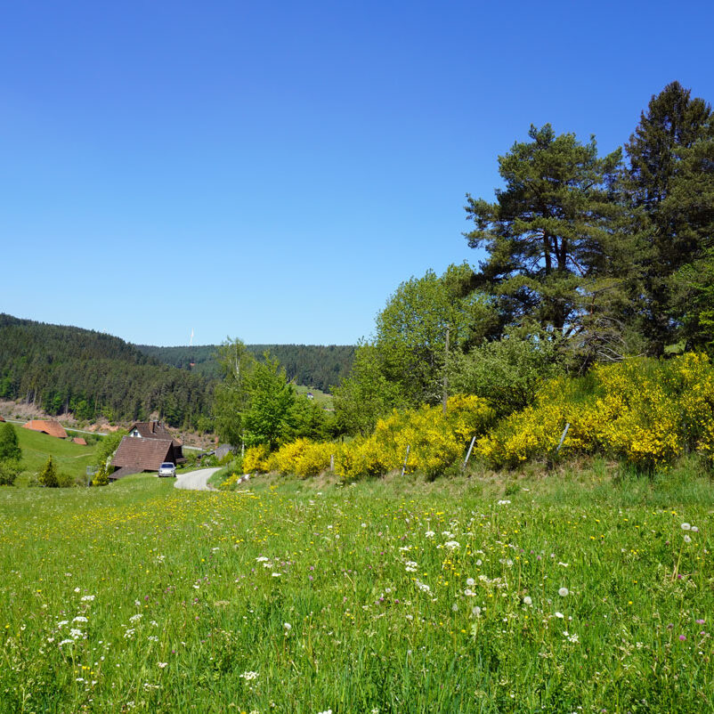 Hub Kohlwald Runde 2