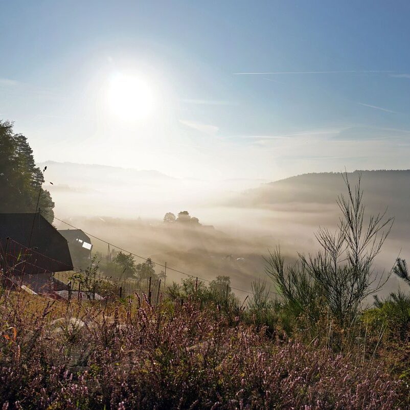 Morgennebel auf dem Berg 1
