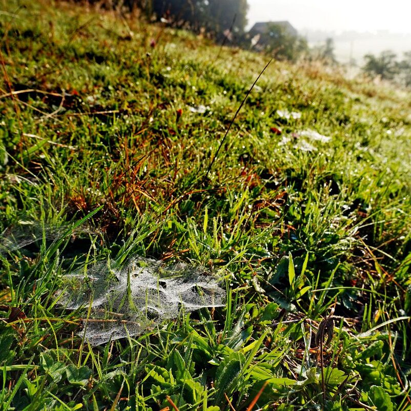 Morgennebel auf dem Berg 10