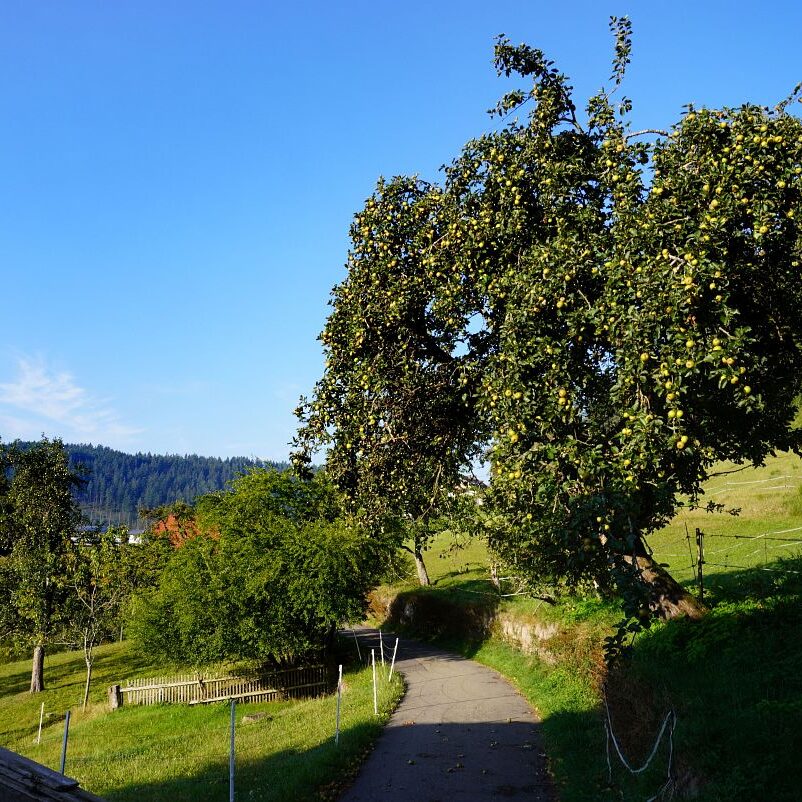 Morgennebel auf dem Berg 13