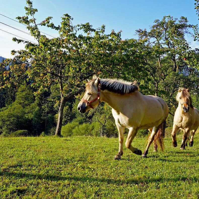 Morgennebel auf dem Berg 14