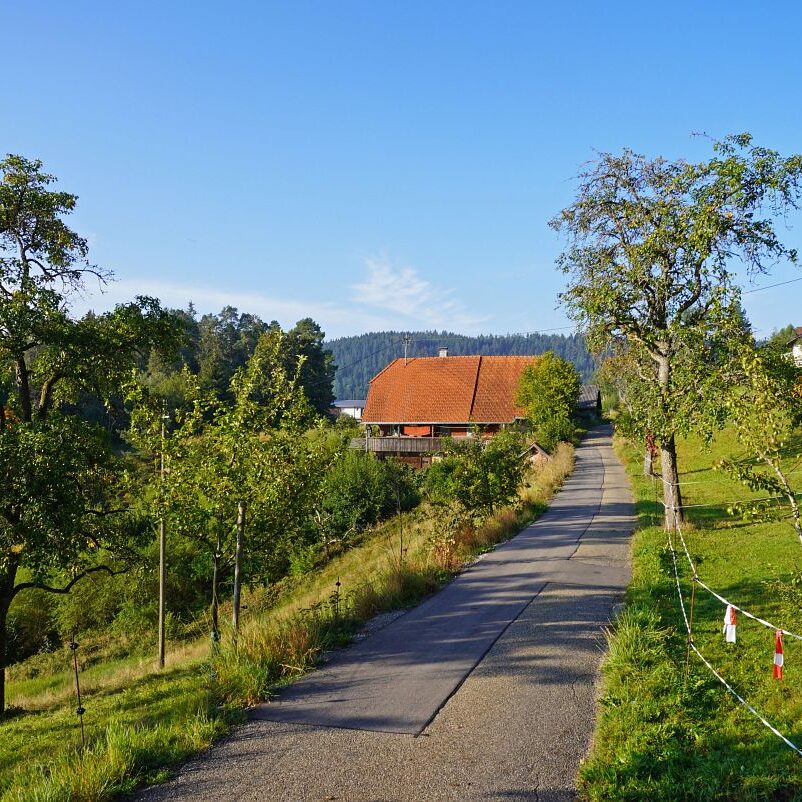 Morgennebel auf dem Berg 15